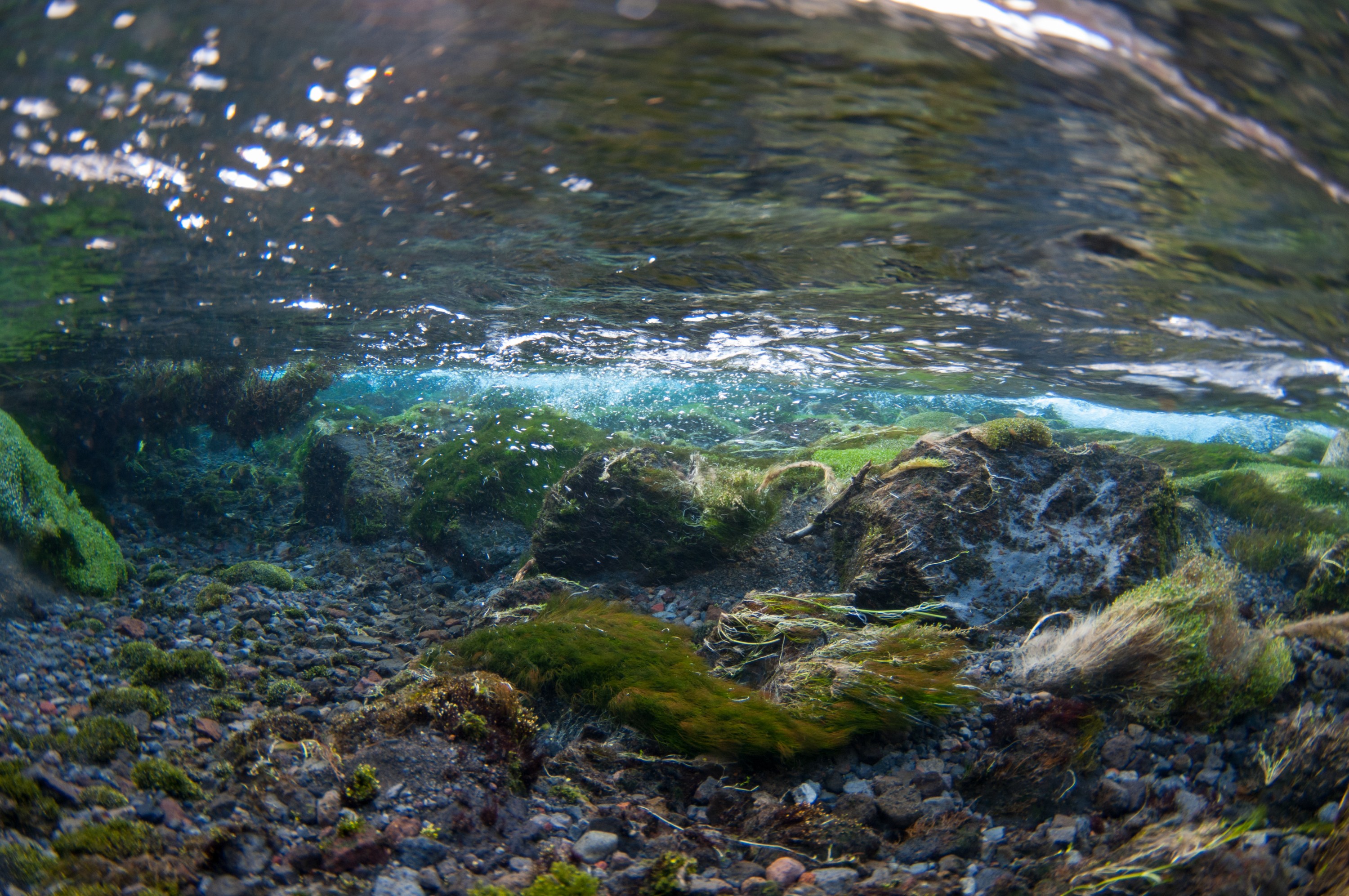 _DSC2841 – freshwater, new zealand, nz, spring, clear, flora, plants, blue water, ruapehu, ohinepango, cold, winter, chilly, brave souls, irene